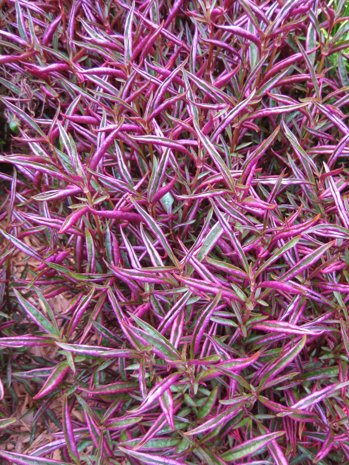 ביצן משונן צר עלה
