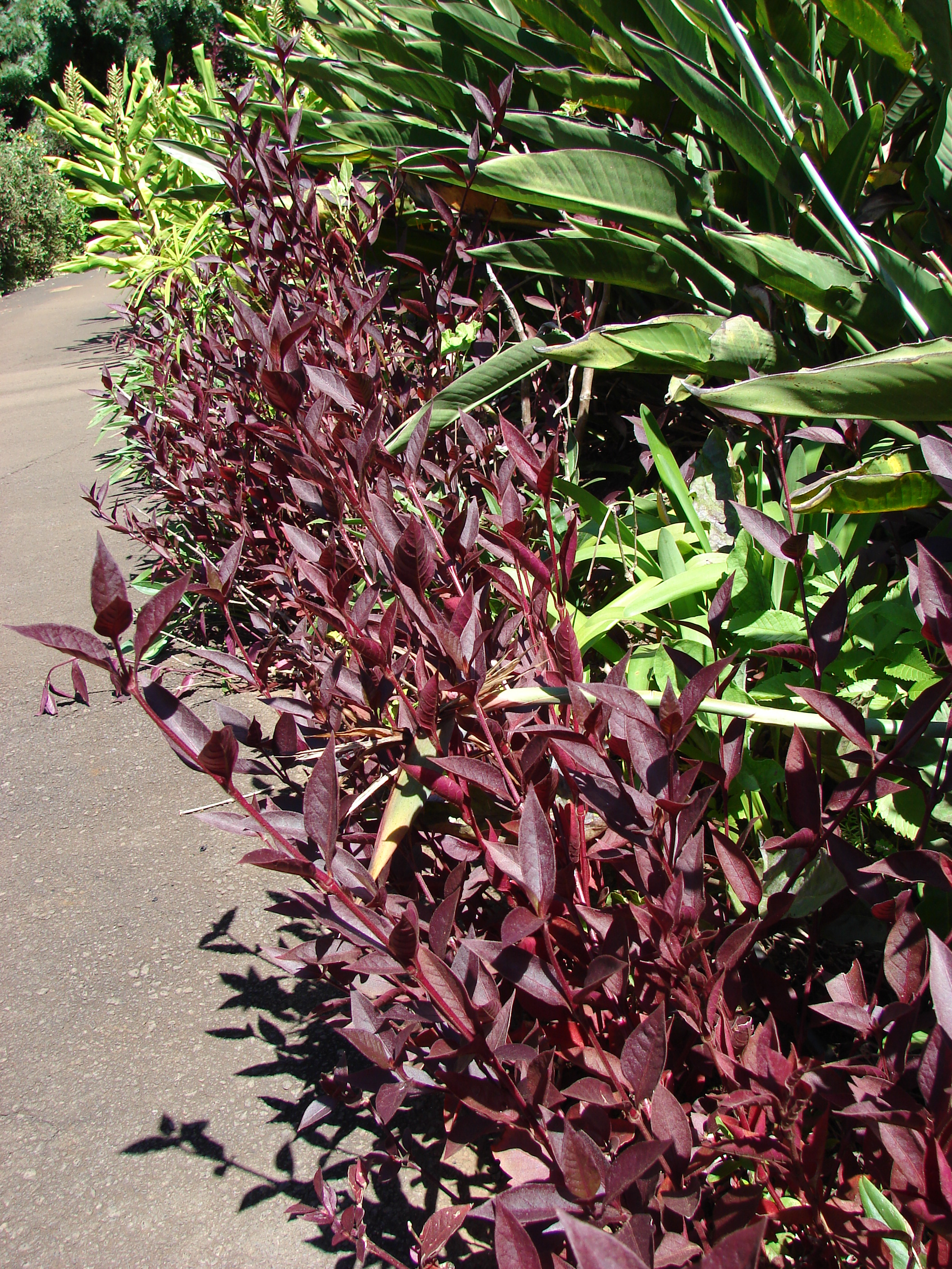 ביצן משונן רובי- מאווי