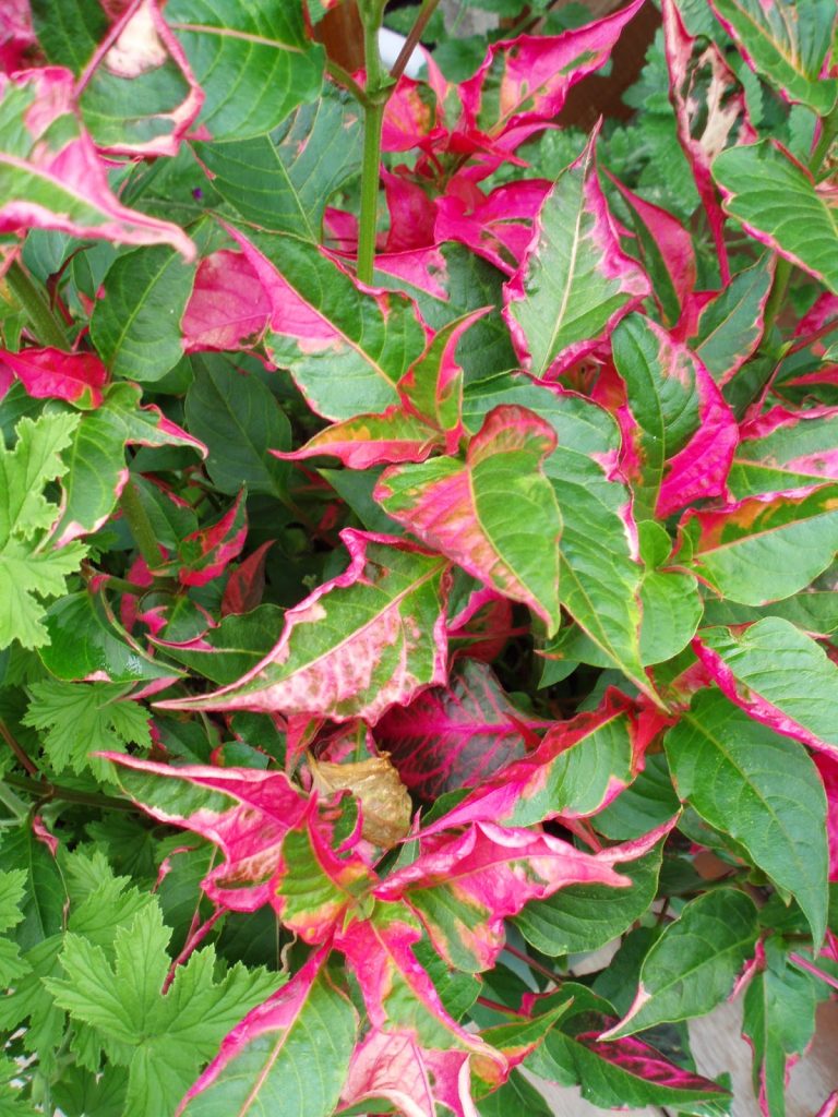 ביצן פיסוידאה פרטי טיים