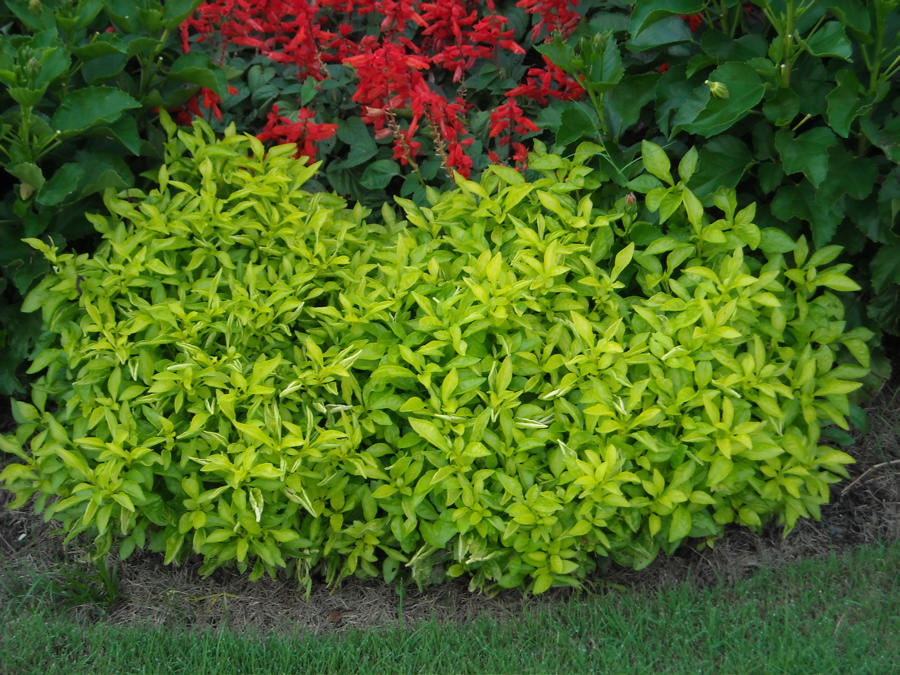 ביצן פיסוידאה צהוב אמיתי3