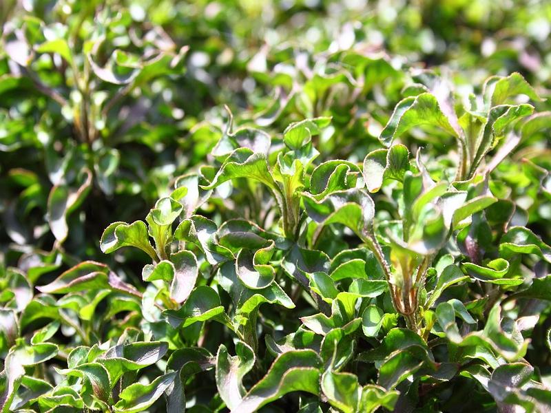 ביצן קטן עלים