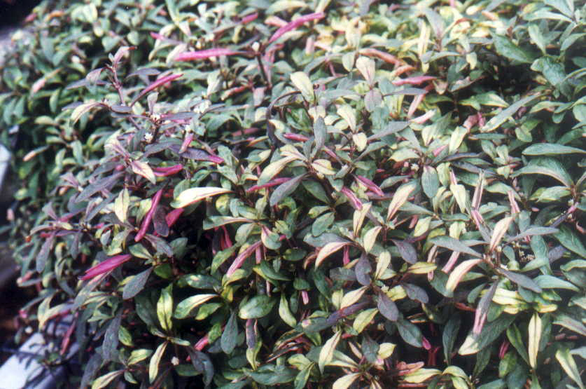 ביצן רחב עלים יגור