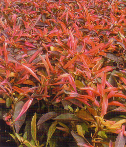 ביצן רחב עלים כל גן