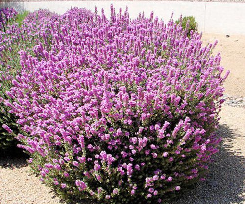 לבן עלה הוונלי קלאוד