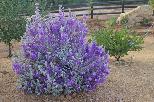 לבן עלה מאובק פריחה