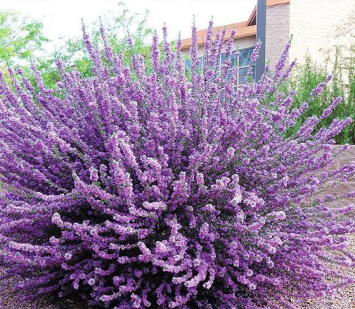 לבן עלה סילבר קלאוד פריחה