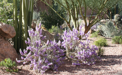 לבן עלה סימרון פריחה