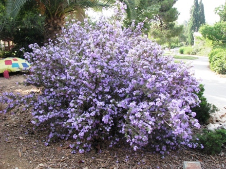 לבן עלה סן חוזה