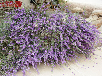 לבן עלה עדן משתלת קקל גילת