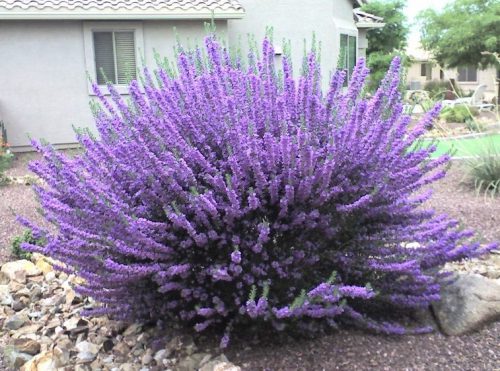 לבן עלה ריאו בראוו פריחה