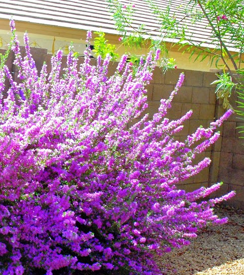 לבן עלה ריאו בראוו