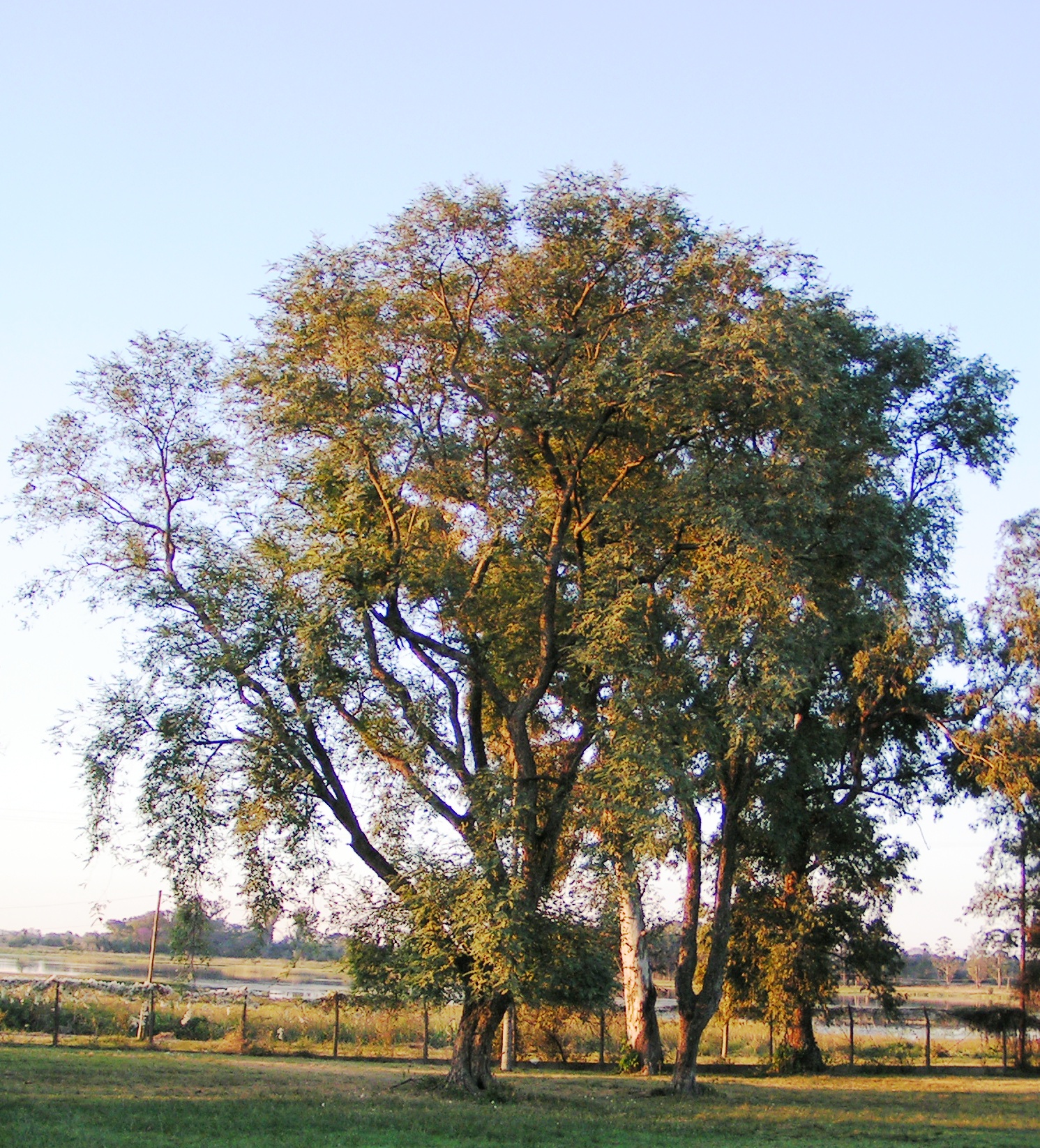 שלטית מקומטת עלים