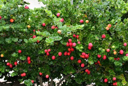 קריסה גדולת פרי פרי בשל
