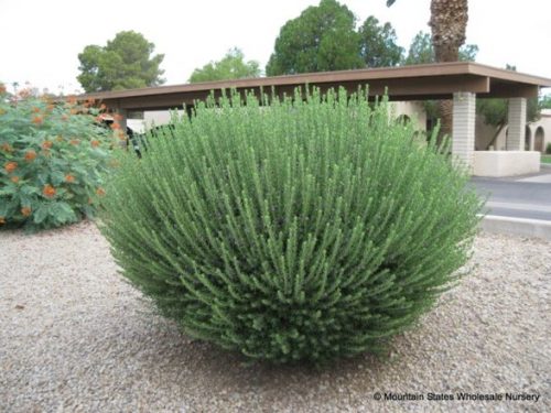 לבן עלה שיחני מופע עלים ללא פריחה