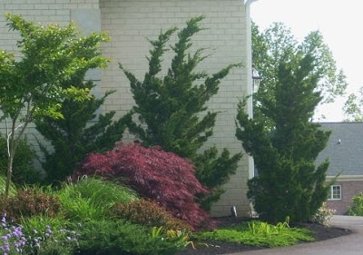 ערער סיני ' קיזוקה '