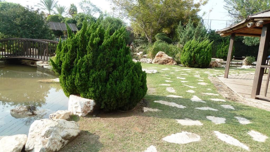 ערער סיני ' קיזוקה ' מופע צמח עלים