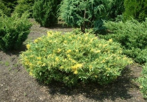 ערער דביורקה 'אקספנסה וריגטה ' בחירת המערכת