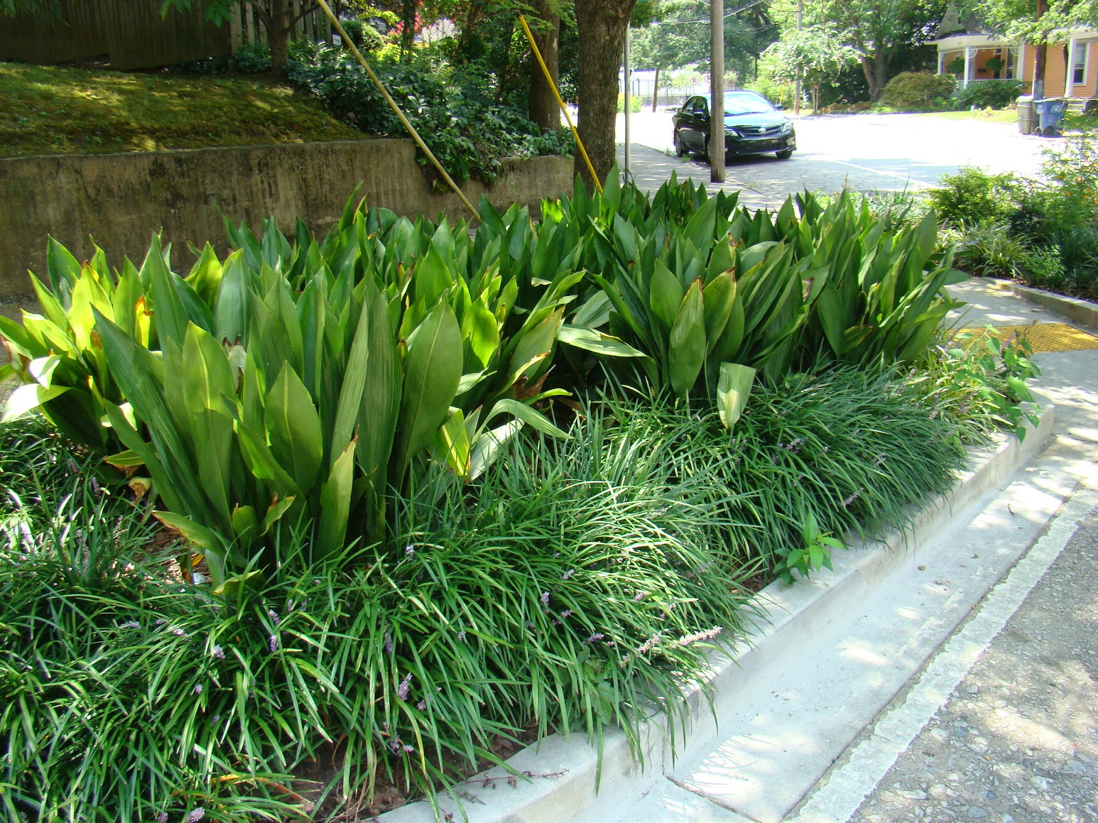 Cast iron plant florida