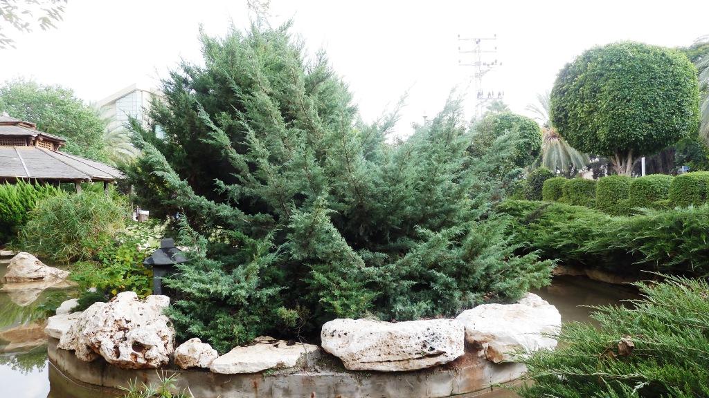 ערער וירג'יני 'גריי אול' מופע צמח עלים