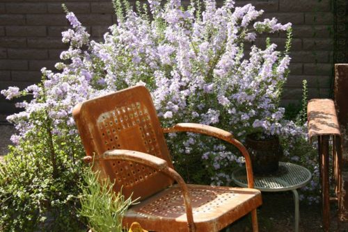 לבן עלה שיחני מופע צמח בפריחה