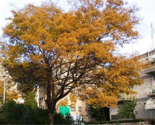 מיש בונגה מופע צמח עלים