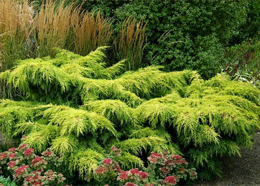 ערער מכלוא ' גולד קוסט ' 