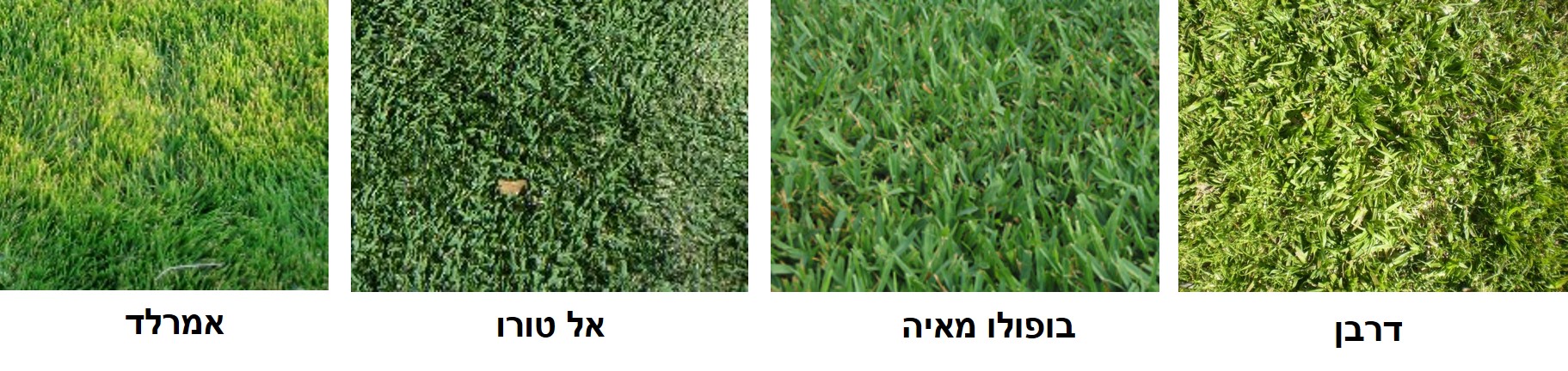 דשאים לשמש מלאה עד חצי יום שמש