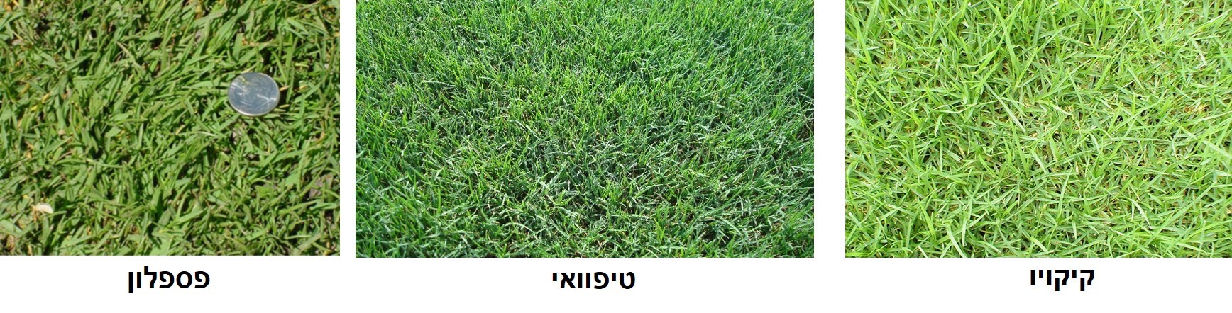 דשאים לשמש מלאה