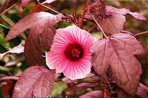 היביסקוס חמצמץ פרח