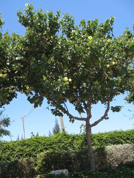 היביסקוס טלייתי עץ