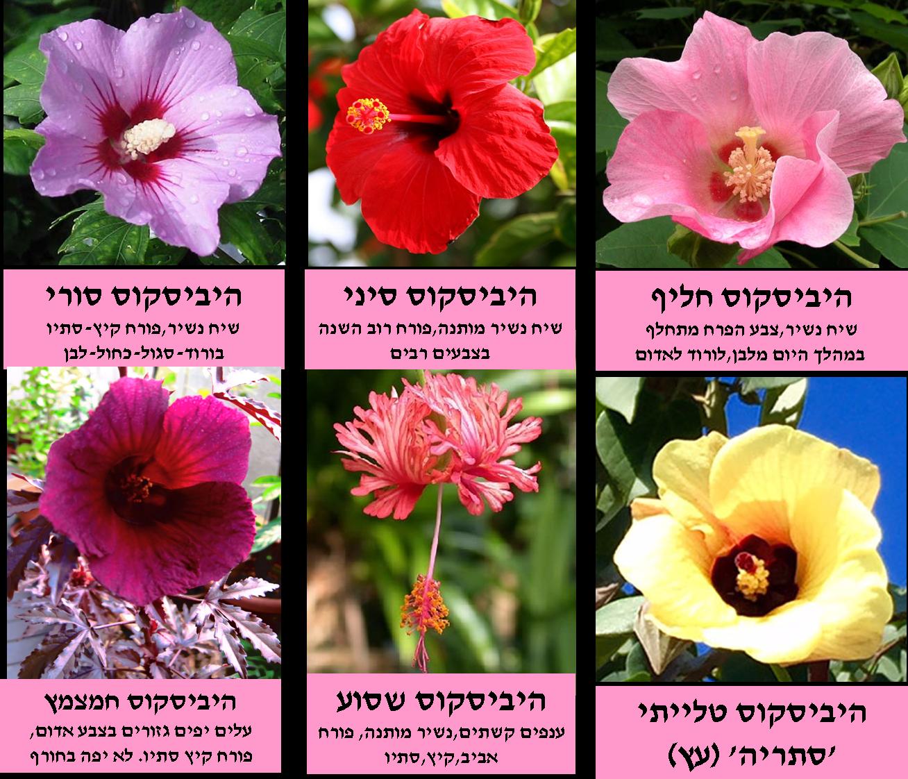 היביסקוס מינים שונים