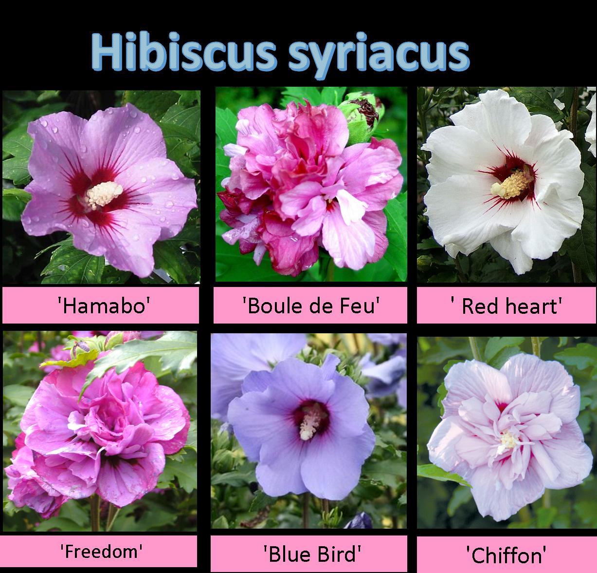 היביסקוס סורי - זנים