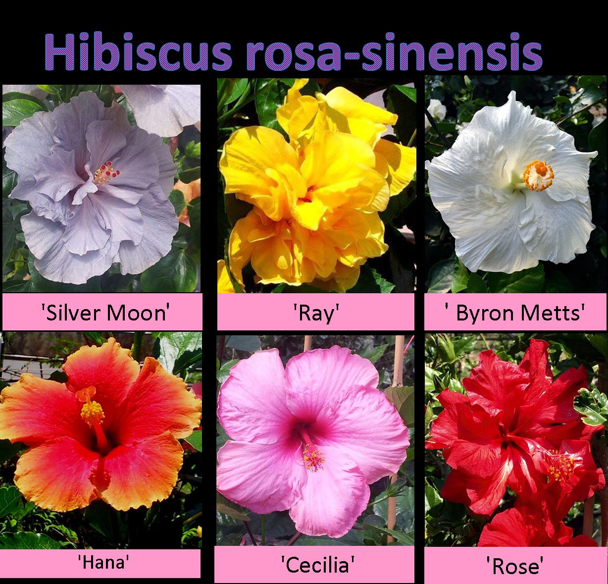 היביסקוס סיני - זנים