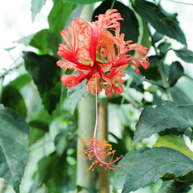 היביסקוס שסוע פרח