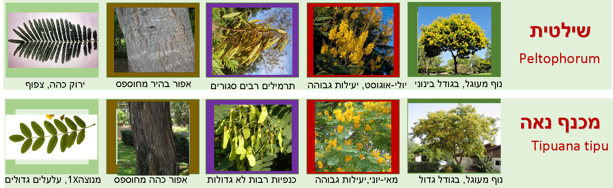 השוואות בין עצים פופולרים בעלי עלווה דומה2