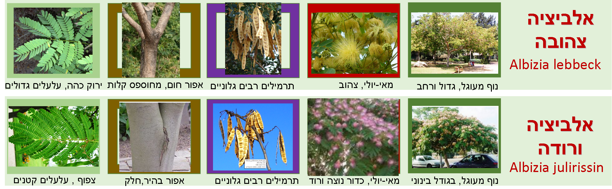 השוואות בין עצים פופולרים בעלי עלווה דומה3