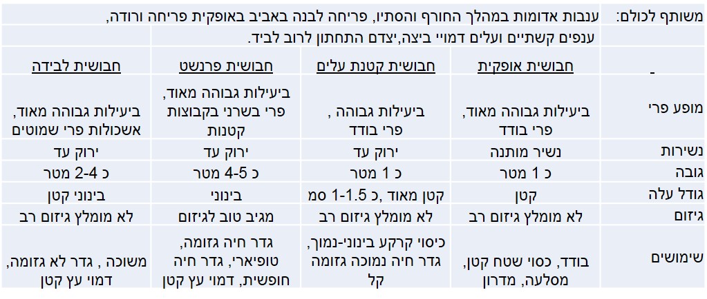 חבושית הבדלים