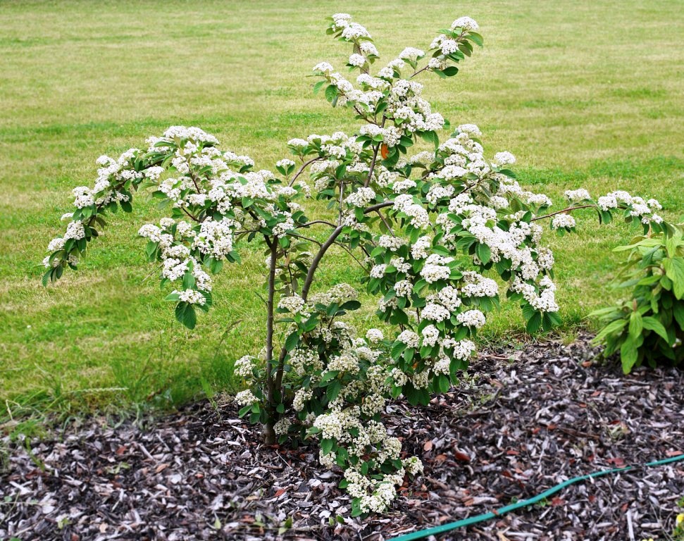 חבושית לבידה פריחה