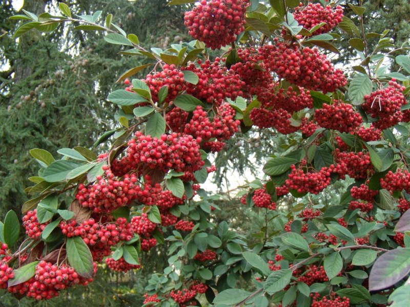 חבושית לבידה פרי אשכולות