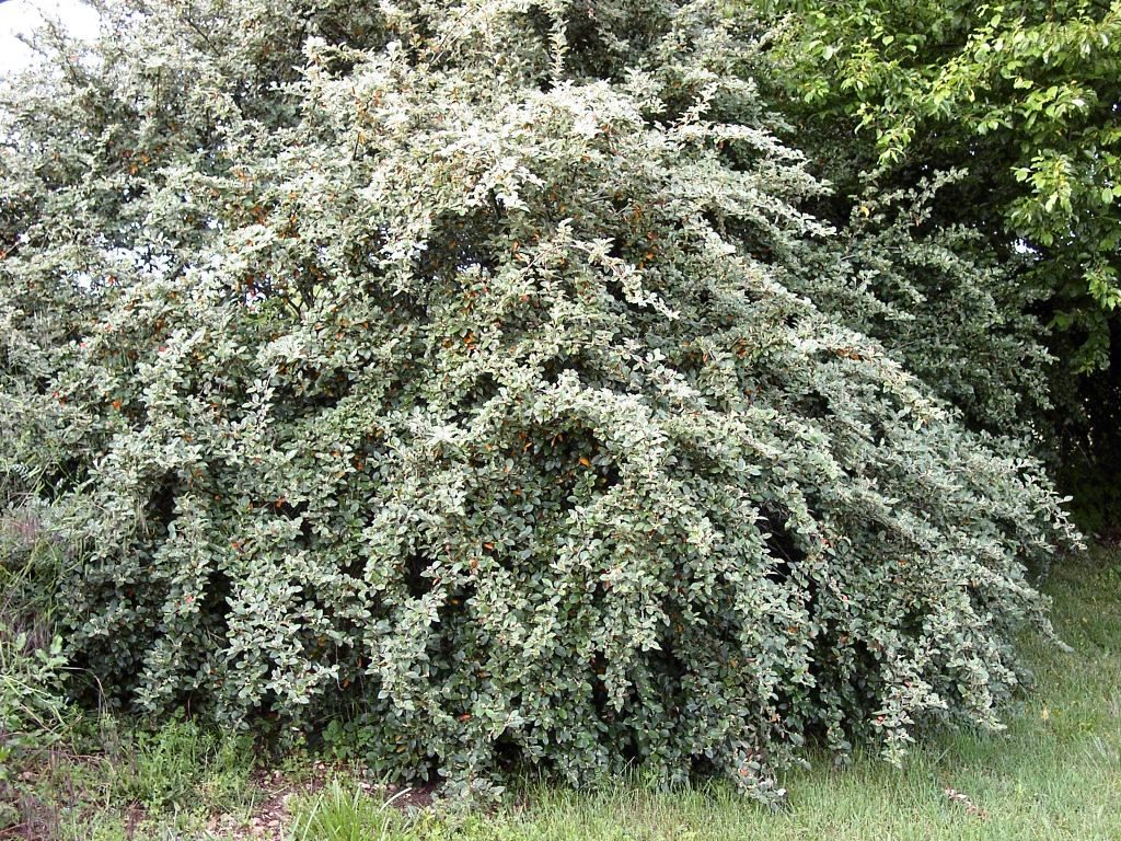 חבושית פרנשט פריחה