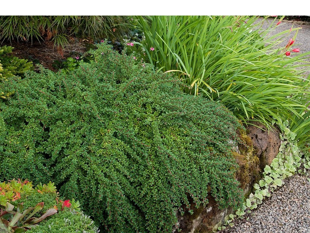 חבושית קטנת מופע עלים