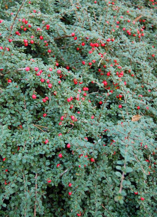 חבושית קטנת עלים