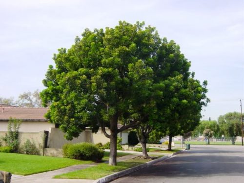 מגלון אפריקני עץ רחוב2