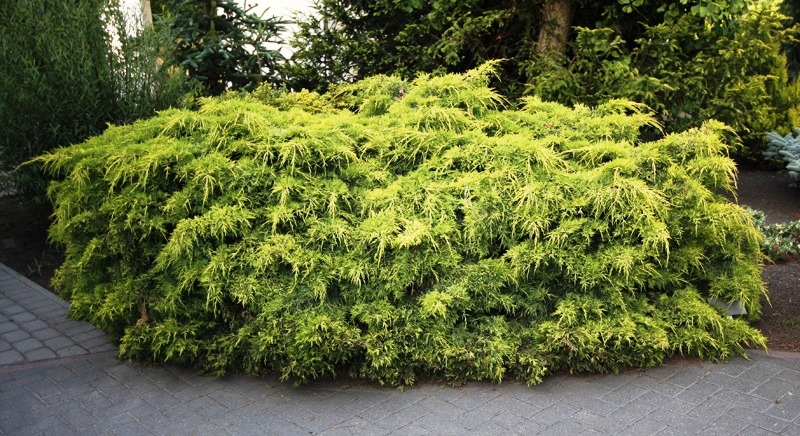 ערער מכלא פיצריאנה6