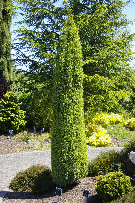 ערער מצוי קומפרסה3