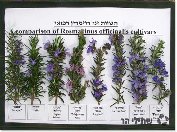 רוזמרין רפואי השוואת פרחים שתילי הר