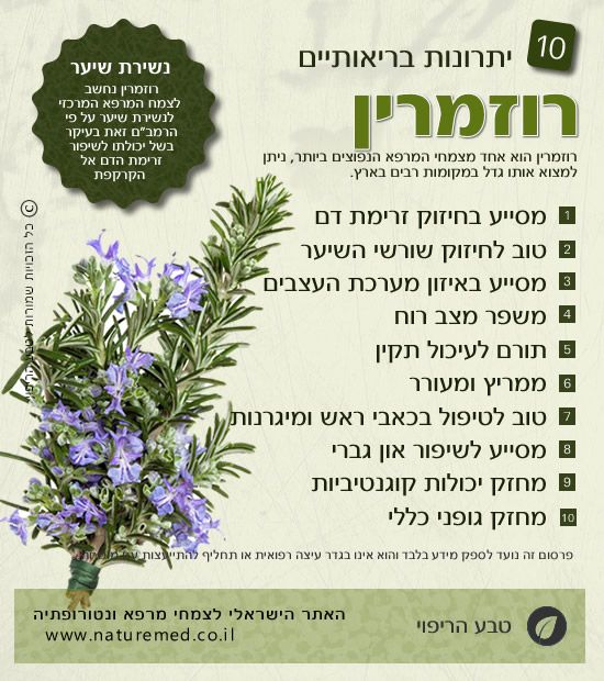 רוזמרין רפואי סגולות