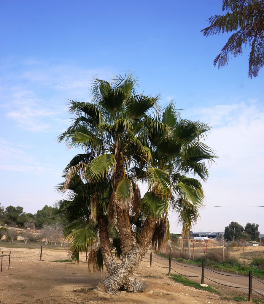 וושינגטוניה טריו
