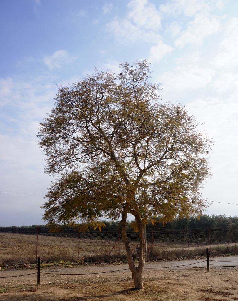 סיגלון מעורסל