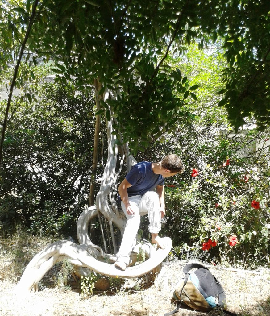 פורטולקה אולי בגן הבוטני אוניברסיטת תל אביב